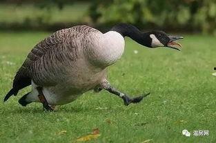 网红大鹅 办公室潜规则记住这4条少吃亏,办公室生存法则，牢记四条潜规则，远离职场陷阱